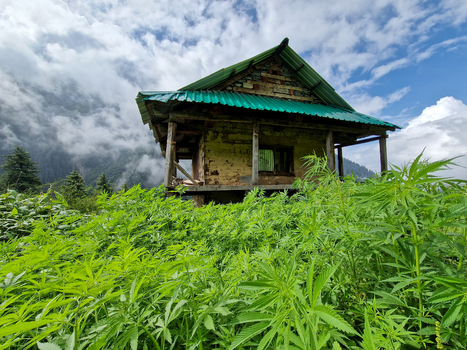 View of a traditional wooden house with a green corrugated roof nestled in the lush green landscape of Malana Himachal Pradesh India.