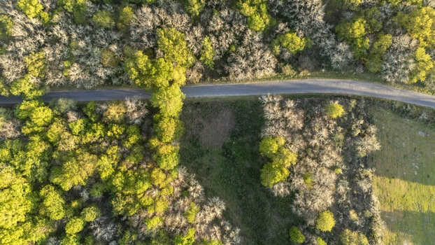 Aerial view of a narrow asphalt road winding through a dense forest with vibrant green and bare deciduous trees Ourense Province of Ourense Spain. Aerial view of a narrow asphalt road winding through a dense forest with vibrant green and bare deciduous trees Ourense Province of Ourense Spain.