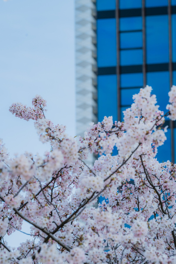 View of blooming cherry blossoms in the foreground with a modern blue glass skyscraper in the background Vilnius Vilnius County Lithuania. View of blooming cherry blossoms in the foreground with a modern blue glass skyscraper in the background Vilnius Vilnius County Lithuania.