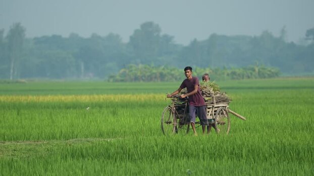 View of a man pushing a cart through rice fields Bangladesh.