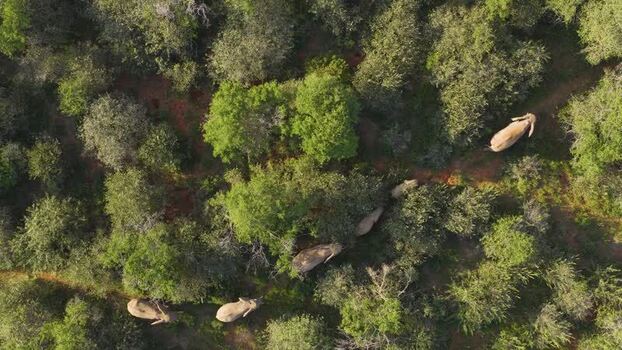 Aerial view of elephants walking through trees South Africa.