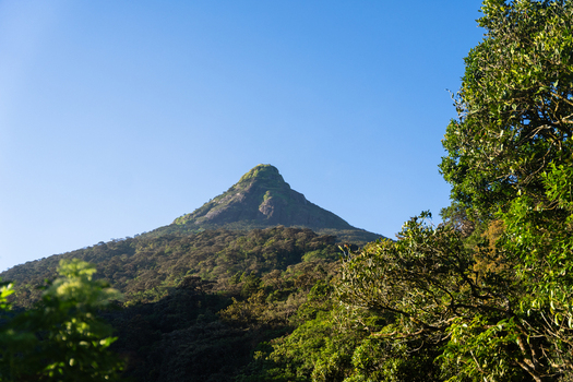 View of Adam s Peak rising above the dense tropical forest and lush greenery under a clear blue sky in Ratnapura Sabaragamuwa Province Sri Lanka. View of Adam s Peak rising above the dense tropical forest and lush greenery under a clear blue sky in Ratnapura Sabaragamuwa Province Sri Lanka.