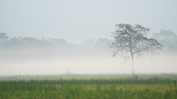 View of a person cycling through a misty field in Bangladesh. View of a person cycling through a misty field in Bangladesh.