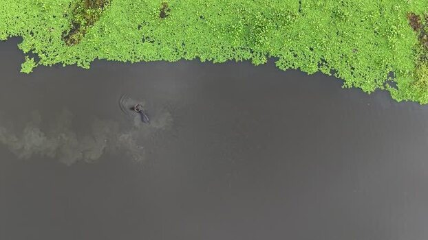 Aerial view of water buffalo in river near Kalurghat Bangladesh.