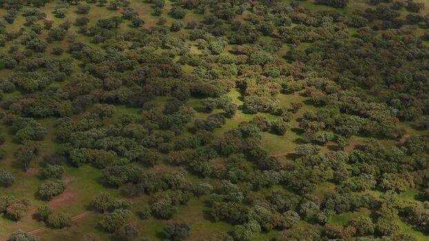 Aerial view of dense green trees and rolling hills Portugal.