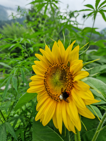 View of a vibrant yellow sunflower with a bee pollinating its center surrounded by lush green foliage in Malana Himachal Pradesh India.