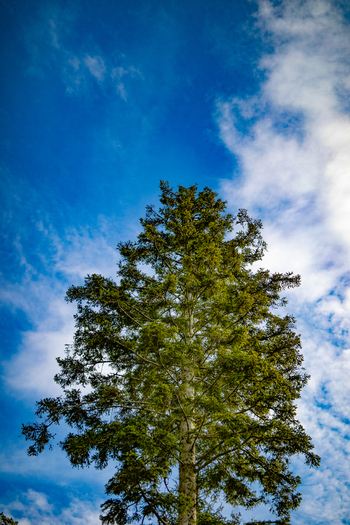 View of a tall evergreen tree reaching towards a bright blue sky with scattered white clouds in the Black Forest Offenburg Baden Wurttemberg Germany. View of a tall evergreen tree reaching towards a bright blue sky with scattered white clouds in the Black Forest Offenburg Baden Wurttemberg Germany.
