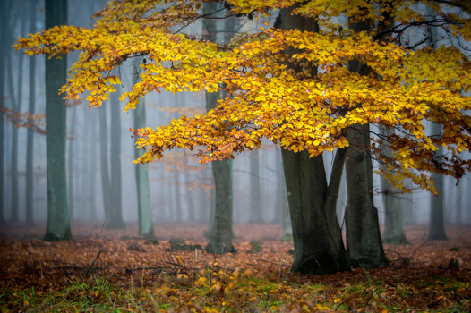 View of a vibrant yellow autumn tree in a misty forest with fallen leaves on the ground in Debrzno Pomeranian Voivodeship Poland. View of a vibrant yellow autumn tree in a misty forest with fallen leaves on the ground in Debrzno Pomeranian Voivodeship Poland.