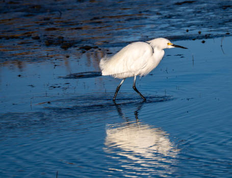 View of a snowy egret standing in shallow water with its reflection visible at the Edwin B. Forsythe National Wildlife Refuge in Galloway New Jersey United States. View of a snowy egret standing in shallow water with its reflection visible at the Edwin B. Forsythe National Wildlife Refuge in Galloway New Jersey United States.