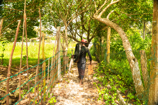View of a local fisherman walking along a shaded path carrying a shark and an inner tube through lush tropical vegetation in Galle Southern Province Sri Lanka. View of a local fisherman walking along a shaded path carrying a shark and an inner tube through lush tropical vegetation in Galle Southern Province Sri Lanka.