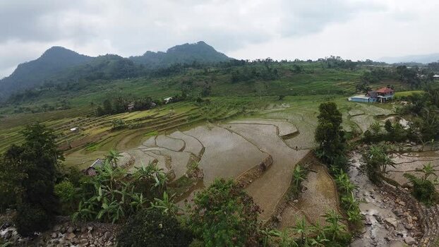 Aerial view of terraced rice fields and lush hills Indonesia.