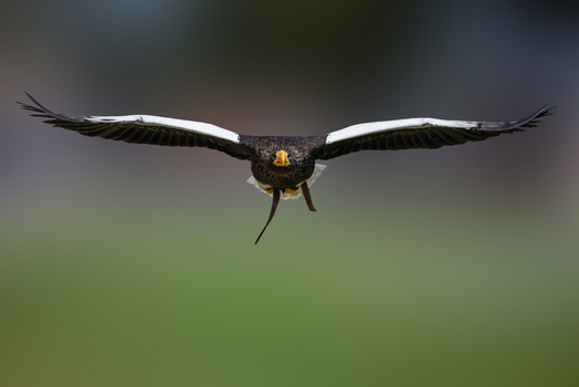 View of a Steller s Sea Eagle in flight with wings spread wide against a blurred green background Selestat Grand Est France.