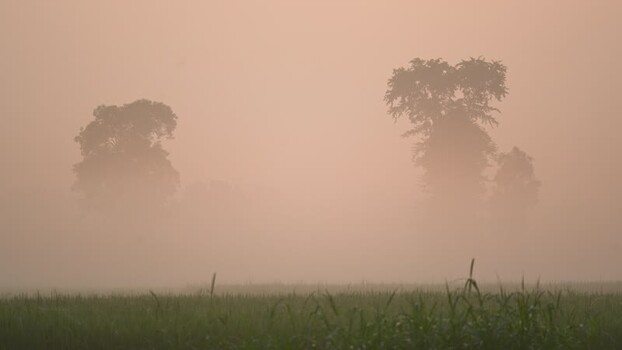 View of trees shrouded in thick morning mist Bangladesh. View of trees shrouded in thick morning mist Bangladesh.