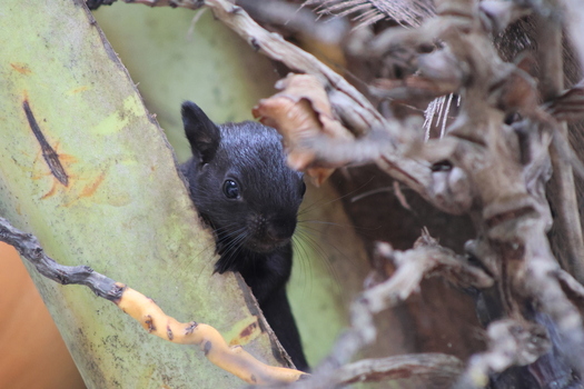 View of a curious black squirrel nestled amongst the rough textured bark and dried fronds of a palm tree peaking out in a Costa Rican forest Quepos Puntarenas Province Costa Rica.
