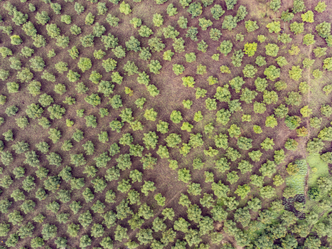 Aerial view of a dense forest canopy with vibrant green trees contrasting against the earthy tones of the ground below Nyeri Nyeri Kenya. Aerial view of a dense forest canopy with vibrant green trees contrasting against the earthy tones of the ground below Nyeri Nyeri Kenya.