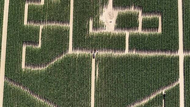 Aerial view of Labyrinthis corn maze in Soultz Haut Rhin France.