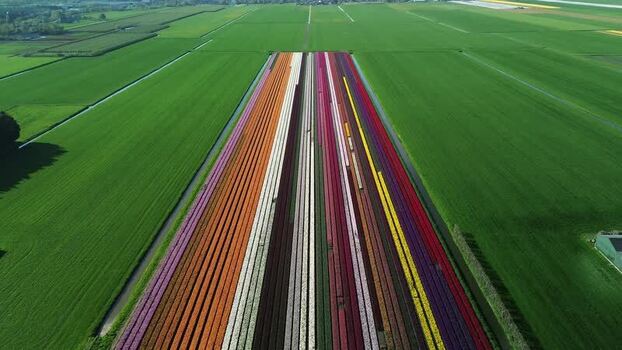 Aerial view of colorful flower fields Netherlands.