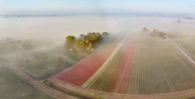 Aerial view of tulip fields and farms in Westfriesland shrouded in thick morning fog Spanbroek North Holland Netherlands.