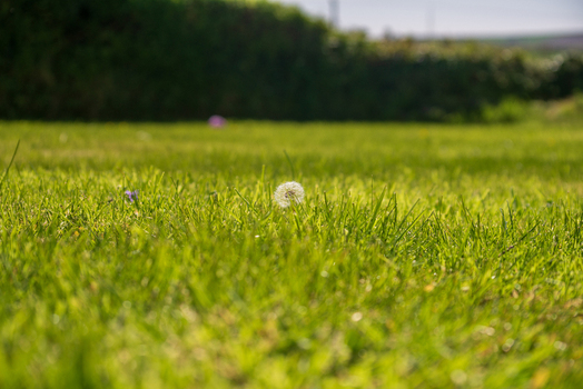 View of a single dandelion seed head standing in a lush green grassy field with a blurred hedge in the background in Looe Cornwall United Kingdom. View of a single dandelion seed head standing in a lush green grassy field with a blurred hedge in the background in Looe Cornwall United Kingdom.