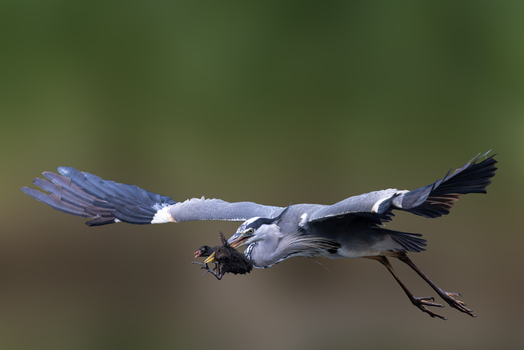 View of a grey heron in flight carrying a small black chick in its beak against a blurred green background in Selestat Grand Est France.