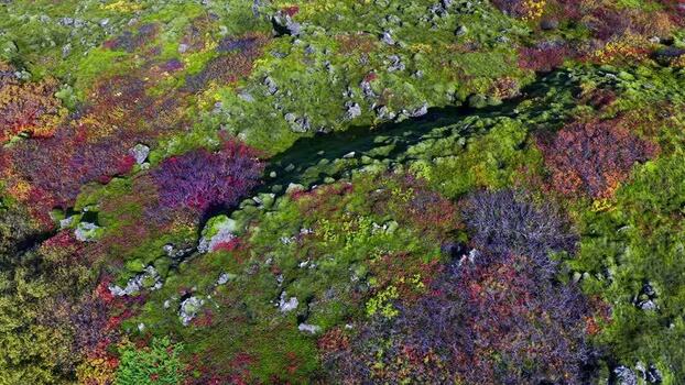 Aerial view of autumn colors in a lava field Iceland.
