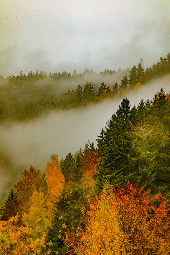View of the Black Forest with autumn foliage and thick mist rolling over the hillsides Offenburg Baden Wurttemberg Germany. View of the Black Forest with autumn foliage and thick mist rolling over the hillsides Offenburg Baden Wurttemberg Germany.