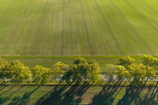 Aerial view of green agricultural fields with visible tractor tracks and a row of trees casting long shadows along a rural road in Choczewo Pomeranian Voivodeshi Poland. Aerial view of green agricultural fields with visible tractor tracks and a row of trees casting long shadows along a rural road in Choczewo Pomeranian Voivodeshi Poland.