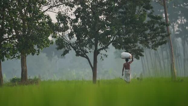 View of a man carrying a sack through misty green fields Bangladesh.