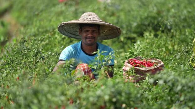 View of a farmer harvesting red chili peppers in Bogura Bangladesh. View of a farmer harvesting red chili peppers in Bogura Bangladesh.
