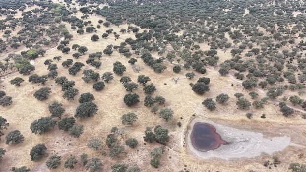 Aerial view of dehesa landscape with oak trees in Spain.