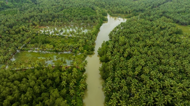 Aerial view of the lush palm tree plantations and winding river in Honnavar Karnataka India.