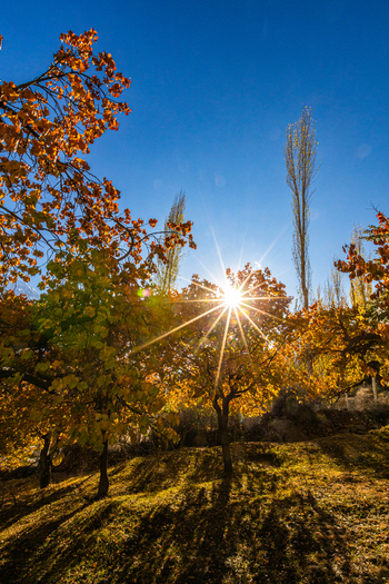 View of the vibrant autumn foliage in Hunza Valley with a bright sunburst filtering through the golden leaves in Karimabad Gilgit Baltistan Pakistan.