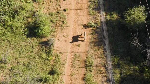 Aerial view of a cheetah walking on a dirt path South Africa.
