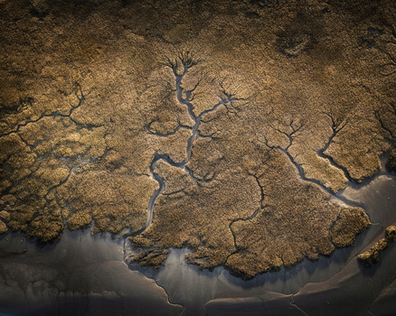 Aerial view of intricate dendritic drainage patterns in a salt marsh with golden vegetation and dark mudflats Portmarnock County Dublin Ireland. Aerial view of intricate dendritic drainage patterns in a salt marsh with golden vegetation and dark mudflats Portmarnock County Dublin Ireland.