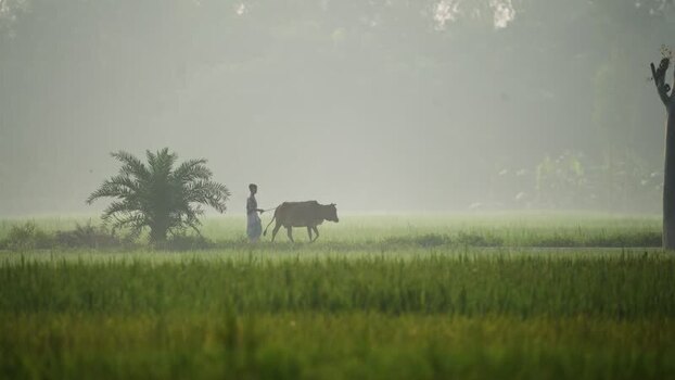 View of a farmer leading a cow through a misty field Bangladesh.