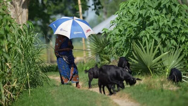 View of a woman with an umbrella herding goats in Bogura Bangladesh. View of a woman with an umbrella herding goats in Bogura Bangladesh.