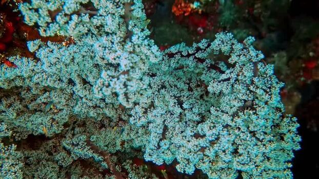 View of vibrant fan coral in the waters of Indonesia.