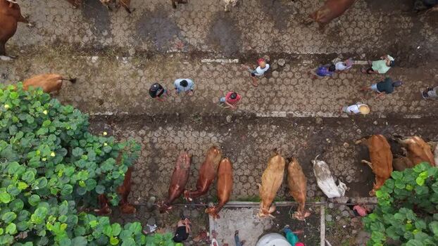 Aerial view of Animal Market Prambanan Indonesia. Aerial view of Animal Market Prambanan Indonesia.
