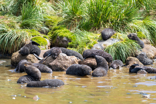 View of fur seal pups resting on rocks and green grass near the water at Fortuna Bay South Georgia and the South Sandwich Islands. View of fur seal pups resting on rocks and green grass near the water at Fortuna Bay South Georgia and the South Sandwich Islands.
