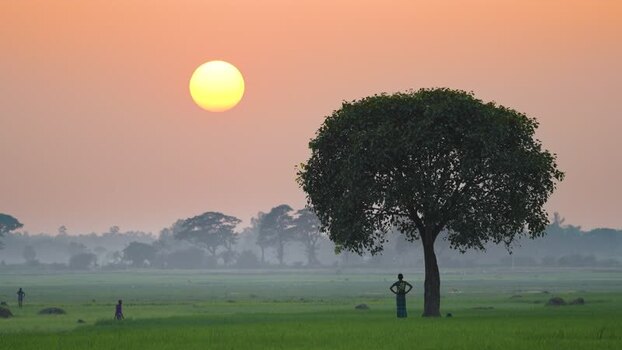 View of a person standing by a tree at sunset in Bogura Bangladesh. View of a person standing by a tree at sunset in Bogura Bangladesh.