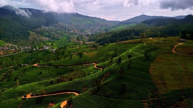 Aerial view of tea plantations in the highlands of Sri Lanka.