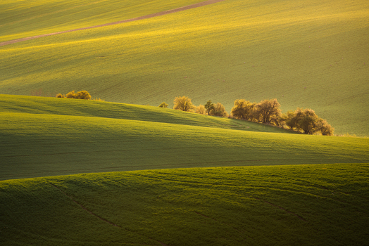View of rolling green hills and agricultural fields with a line of trees during golden hour in Cejkovice South Moravian Region Czechia. View of rolling green hills and agricultural fields with a line of trees during golden hour in Cejkovice South Moravian Region Czechia.