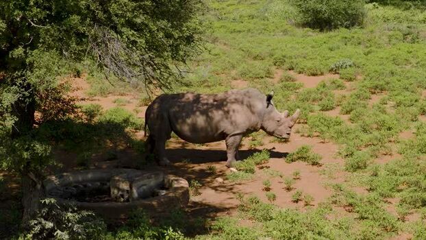 Aerial view of a rhino in the South African bush South Africa.