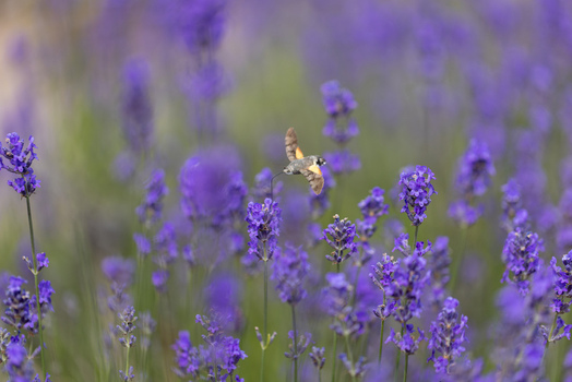 View of a hummingbird hawk moth hovering over vibrant purple lavender flowers in a field Wittenheim Grand Est France.
