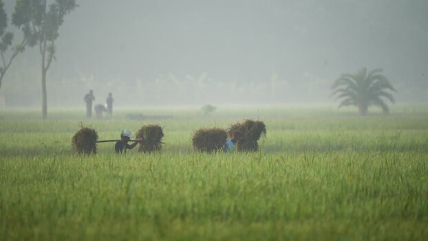 View of farmers carrying rice bundles in a misty field Bangladesh. View of farmers carrying rice bundles in a misty field Bangladesh.