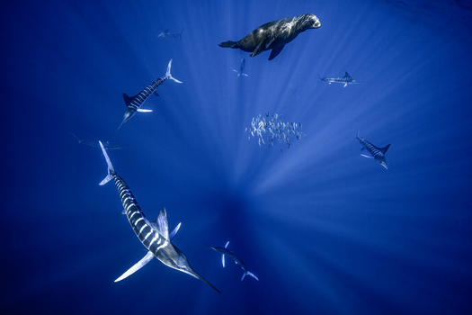 View of striped marlin and a sea lion hunting a bait ball of small fish in the deep blue water of Magdalena Bay Mexico.