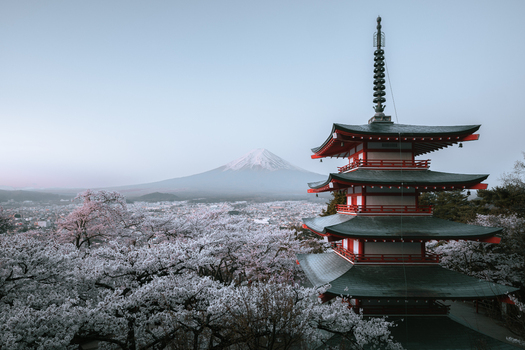 View of the vibrant red Chureito Pagoda layered against a soft pastel sky with cherry blossoms in full bloom and majestic Mount Fuji Fujiyoshida Yamanashi Japan.