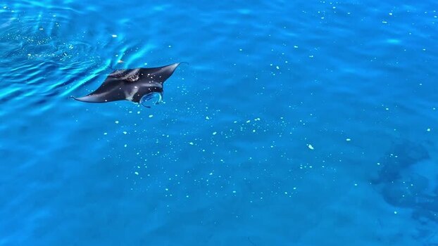 Aerial view of manta rays swimming Maldives. Aerial view of manta rays swimming Maldives.