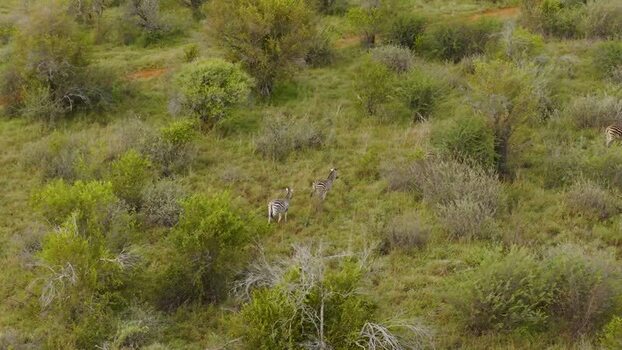 Aerial view of zebras in the savanna South Africa.