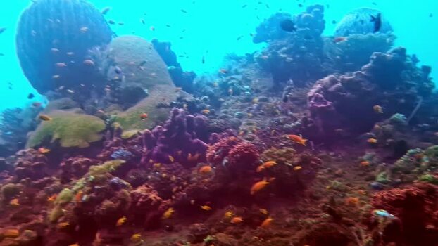 View of vibrant coral reef with tropical fish in Bali Indonesia.